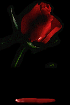 une rose